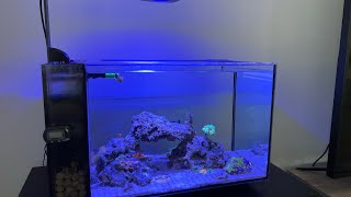 Fluval Evo 135 Reef Tank Update [upl. by Samtsirhc]