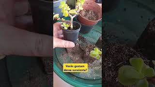 Vocês gostam dessa suculenta dicas suculentas cactus plantas natureza bonsai flores horta [upl. by Nye]