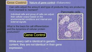 Gene Control Part 1 Eukaryotes [upl. by Ettesil]