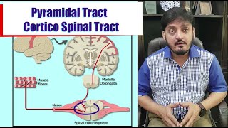 Descending Tracts Spinal Cord  Pyramidal ExtraPyramidal  Muhammad Kamran Ameer [upl. by Anayk]