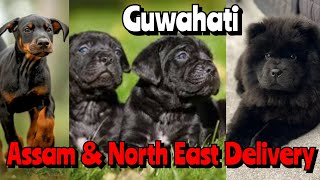 Very joyfull and Large Breed Dogs Sale in Guwahati ❤️ All Assam and North East Delivery [upl. by Cornelia]