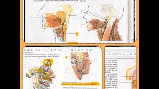 12 SISTEMUL NERVOS part 7 [upl. by Yona192]