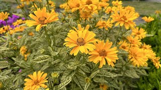 Heliopsis Sunstruck false sunflower  FarmerGracycouk [upl. by Aleakcim129]