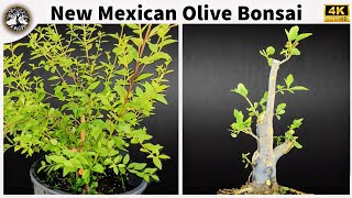 New Mexican Olive Bonsai [upl. by Sonnnie]