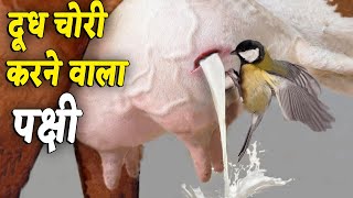 गाय से दूध कैसे चोरी करता है ये पक्षी [upl. by Jessa]