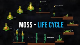 The life cycle of Moss Animation [upl. by Siegfried31]