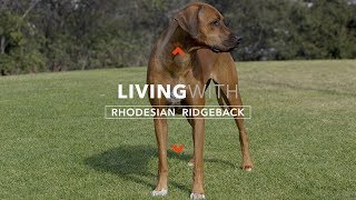 ALL ABOUT LIVING WITH RHODESIAN RIDGEBACKS [upl. by Noemi]