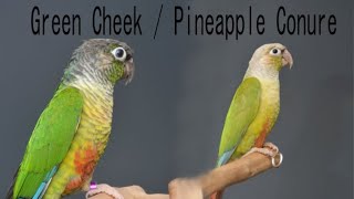 Green cheek pineapple conure [upl. by Aihsakal762]