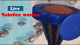 how to feed live tubifex worms to fishes [upl. by Readus]