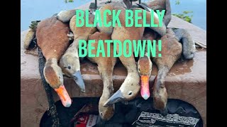 Black Bellied Whistler Beatdown Crushed Them [upl. by Ayota]