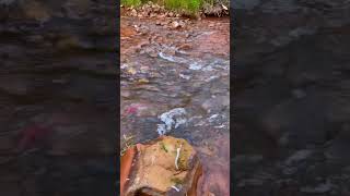 Fishy Fishy Kokanee Salmon Run [upl. by Inol]