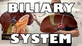 Biliary System Pathway [upl. by Schonthal]