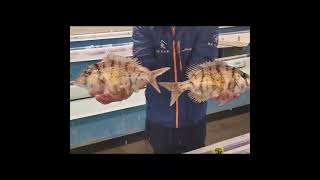 Striped fish fishing twolessfishinthesea fishingequipment [upl. by Cowen849]