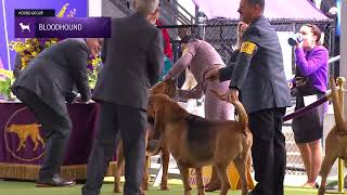 Bloodhounds  Breed Judging 2024 [upl. by Kolnos]