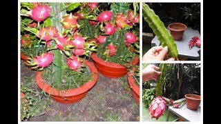 👉 COMO PLANTAR PITAYA NO VASO PARA PRODUZIR EM POUCO MESES 🌳👍😘 [upl. by Eaner332]