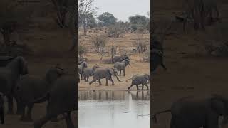 Típico elefante macho que llega molestando krugernationalpark [upl. by Aihceyt]