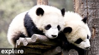 Wolong Grove Panda Cam powered by EXPLOREorg [upl. by Kallman]