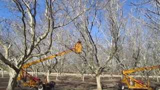 Walnuts  Pruning the Trees [upl. by Teryn999]