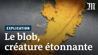 Pourquoi le blob fascine les scientifiques [upl. by Shelbi564]