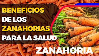 🥕Zanahoria propiedades beneficios y valor nutricional ¦ Todo Sobre las Zanahorias🥕 [upl. by Enellek262]