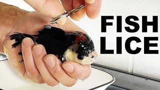 FISH LICE How to treat aquarium fish lice  The king of DIY [upl. by Kilk]