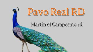 EL PAVO REAL EN RD Martin el Campesino rd [upl. by Celene]