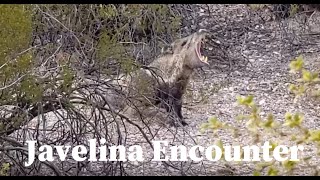 Javelina Encounter [upl. by Trinia]