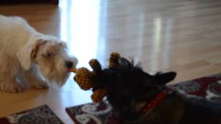 Sealyham terrier and scottie playing together Part 2 [upl. by Zavras582]