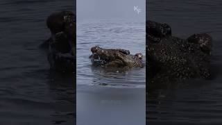 Massive Crocodile Ambushes Baby Buffalo While Herd Watches [upl. by June542]