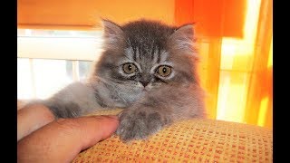 Persian baby cat 2 months old 😍🥰😘 [upl. by Leibrag]