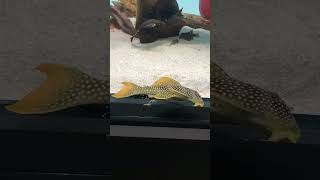 top5 pleco L14 sunshine music pecestropicales plecofish trending pez fish aquarium [upl. by Arteid195]