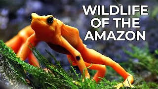 World of the Wild  Episode 1 The Amazon Rainforest  Free Documentary Nature [upl. by Allyce966]