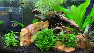 Pen Plax 5 Gallon Harlequin Rasbora quotTrigonostigma heteromorphaquot [upl. by Valera]