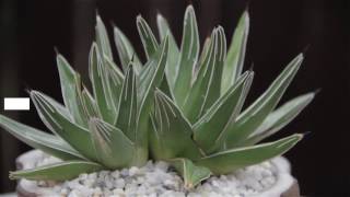 Agave victoriae reginae quotQueen Victoriaquot [upl. by Elaine]