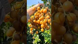 You Know Wampee Fruit  fruit farming agriculture [upl. by Kempe]