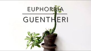 EUPHORBIA GUENTHERI Short Video Overview [upl. by Reemas]