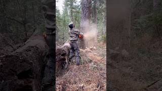 Dropping a BIG Lodgepole Pine with Husqvarna Chainsaw [upl. by Noffihc]