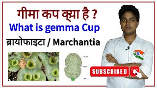 Gemma cupMarchantia Thallus body news plants viralvideo bihar biharboard [upl. by Ysor]