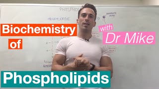 Phospholipids  Biochemistry [upl. by Obeng359]