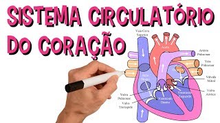 ✅ SISTEMA CARDIOVASCULAR  SISTEMA CIRCULATÓRIO DO CORAÇÃO [upl. by Phedra]