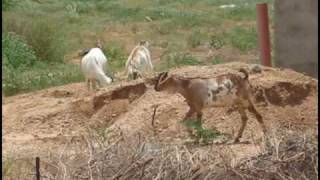 First Wind Turbine in Garissa Kenya [upl. by Lezley408]