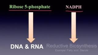 Pentose Phosphate Pathway [upl. by Lenes10]