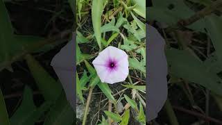 কলমি ফুলIpomoea aquaticawater morning glorywater convolvulusChinese spinachSwamp cabbage love [upl. by Adnamaa]