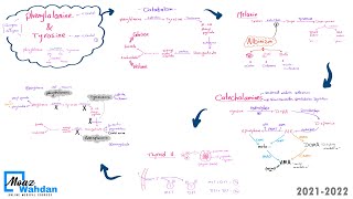 27 Phenylalanine amp Tyrosine metabolism part 02 Moaz Wahdan [upl. by Einiffit247]