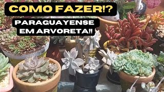 Aprenda agora Arvoreta da SUCULENTA paraguayense [upl. by Annait]