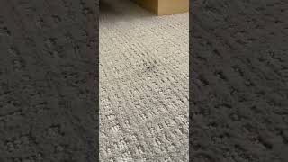 iRobot Roomba i7  Carpet Dirt Test [upl. by Nesyrb]