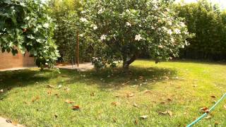 Havanese dog chasing a squirrel  1080p action cam test [upl. by Ericksen]