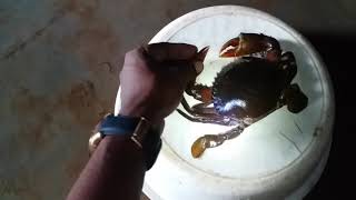 CRAB MOULTING PROCES for RAS INDOR OR POND BOX CULTURE [upl. by Sana]