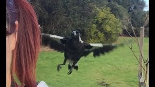 Visiting Juvenile Australian Magpies [upl. by Nihi]