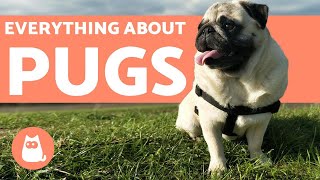 Everything You Need to Know About Pugs  Characteristics and Care [upl. by Drol]